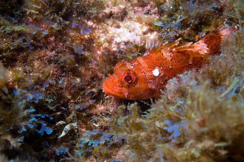 Madeira Rockfish - Deep Sea Life in the Azores. © Greenpeace / Gavin Newman
