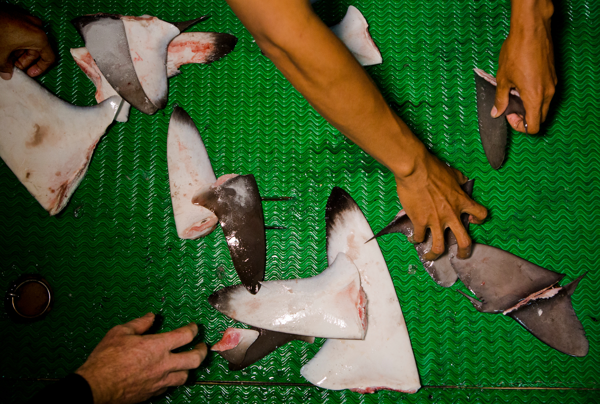 Shark Fins on Fishing Vessel in the Pacific Ocean. © Paul Hilton / Greenpeace