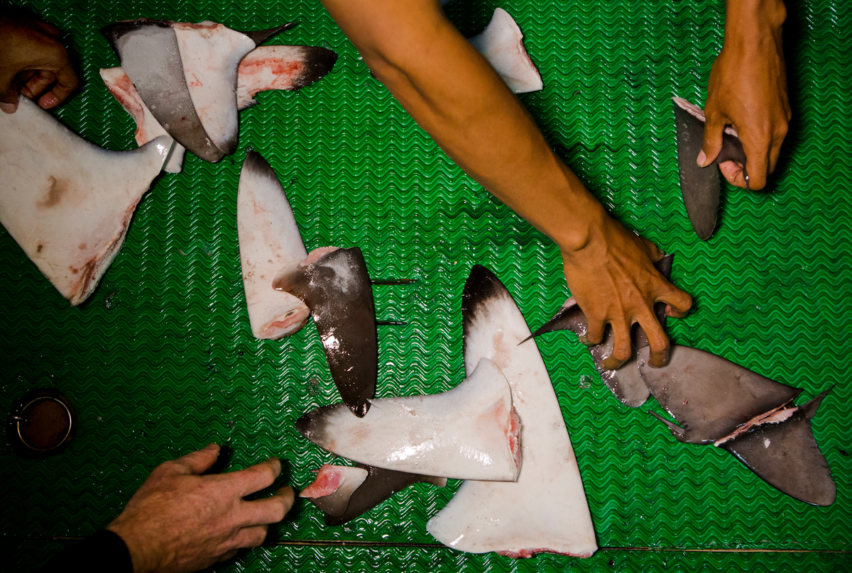 Shark Fins on Fishing Vessel in the Pacific Ocean. © Paul Hilton / Greenpeace Shark Fins on Fishing Vessel in the Pacific Ocean. © Paul Hilton / Greenpeace