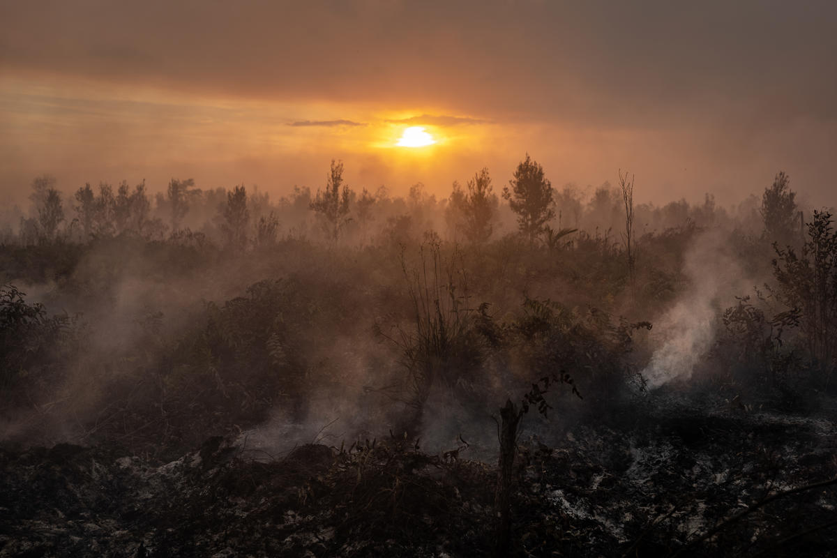Forest Fires in Pulang Pisau, Central Kalimantan. © Ulet Ifansasti / Greenpeace