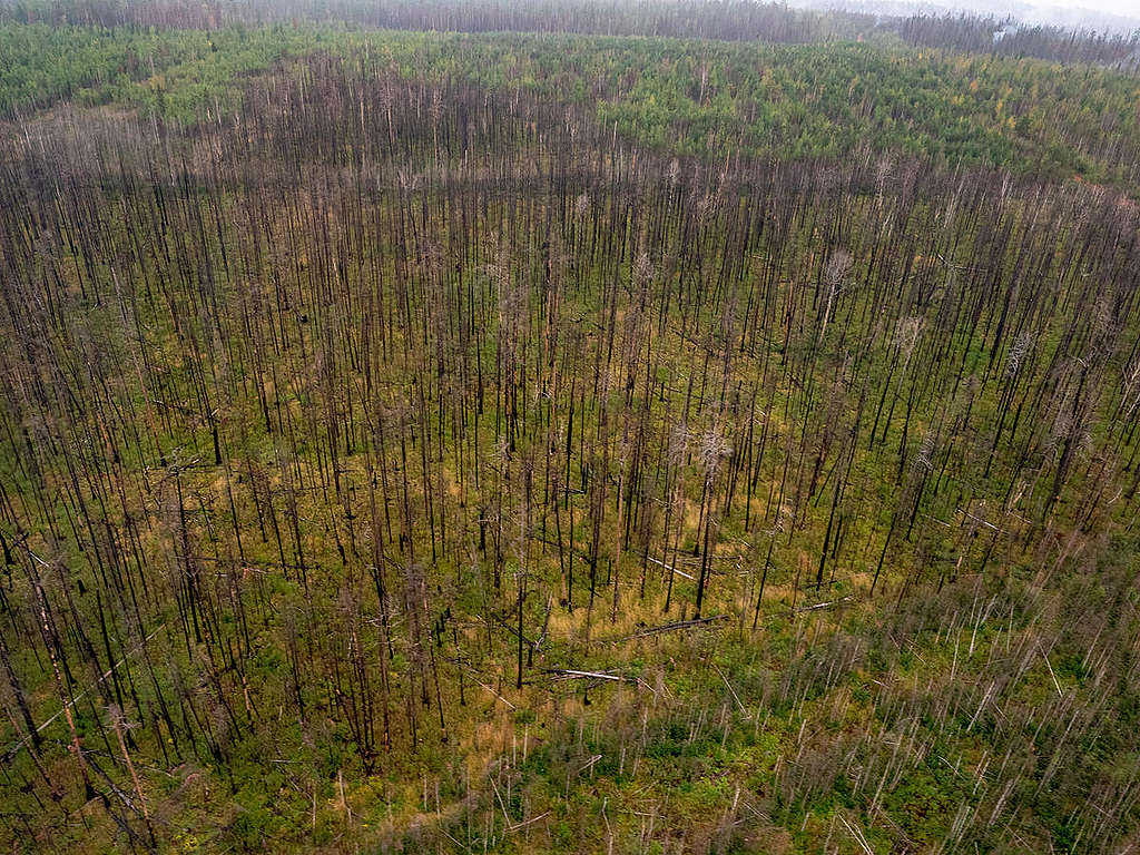 Forest Fires near Irkutsk Region in Russia © Igor Podgorny / Greenpeace