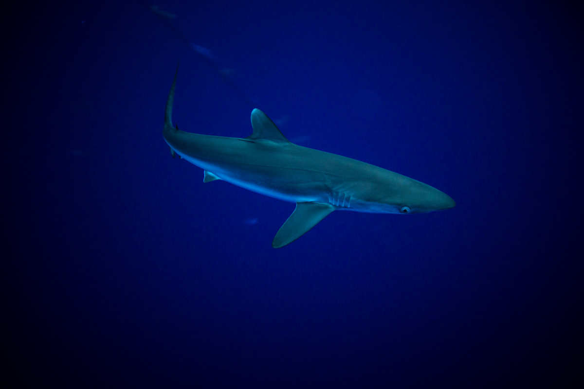 Shark in the Indian Oean. © Will Rose / Greenpeace Shark in the Indian Oean. © Will Rose / Greenpeace