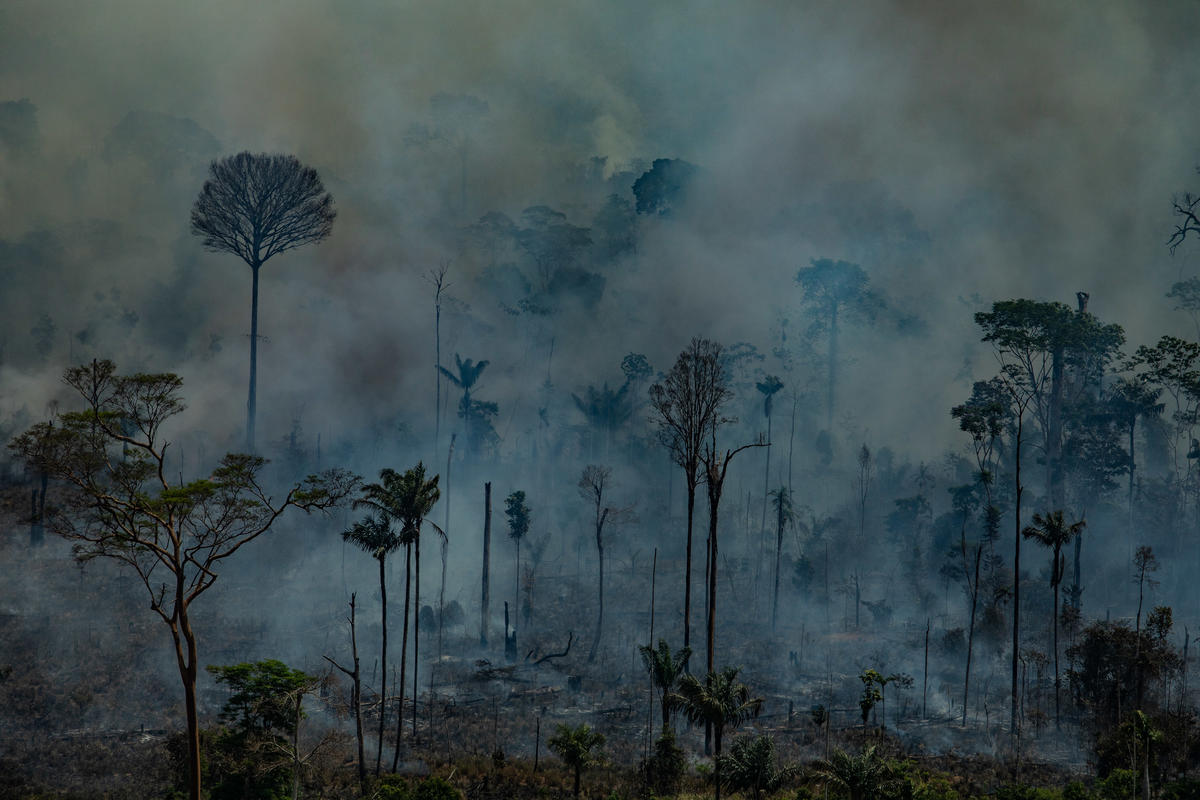 Forest Fires in Amazon (2019). © Victor Moriyama / Greenpeace