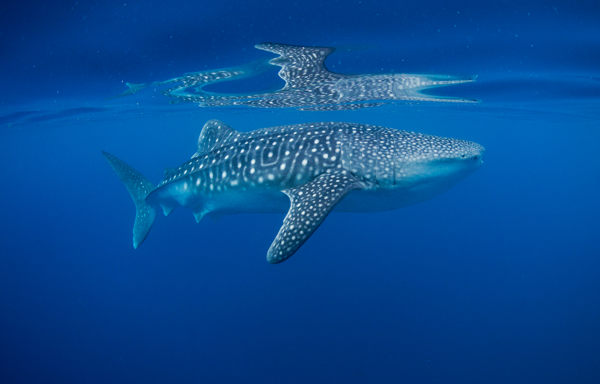 Shark facts: Shark Week starts; here are some interesting facts