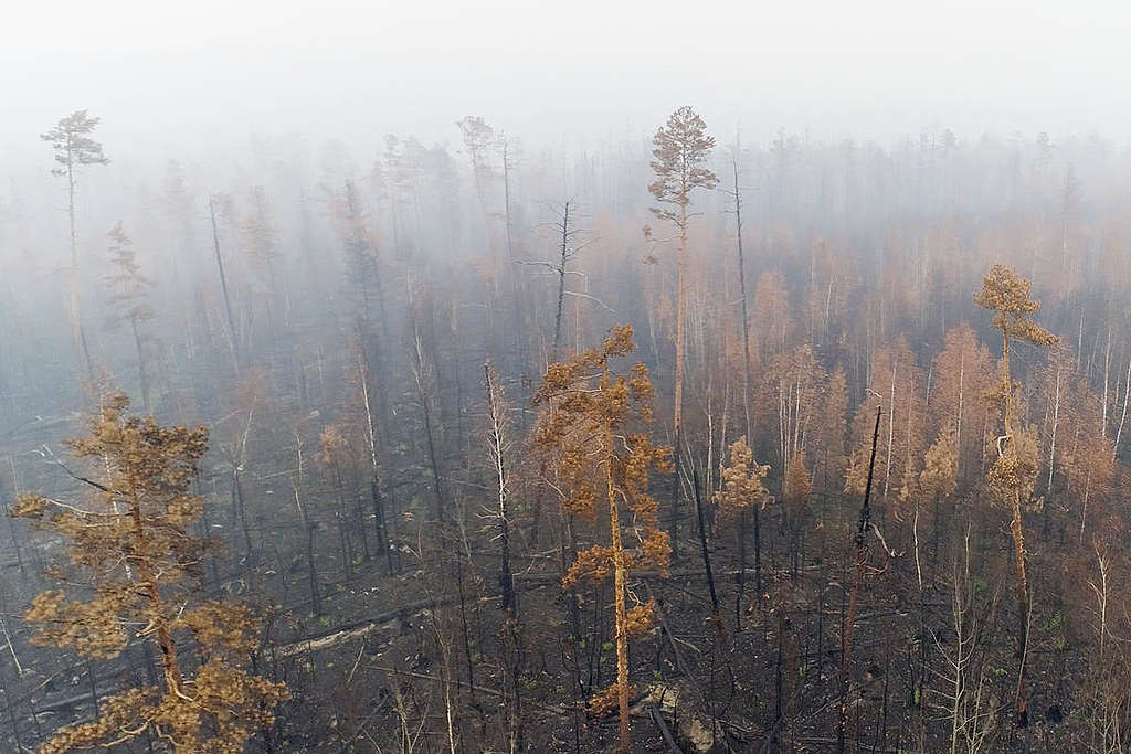 Siberian Forest Fires Aftermath in Russia © Anton Voronkov / Greenpeace