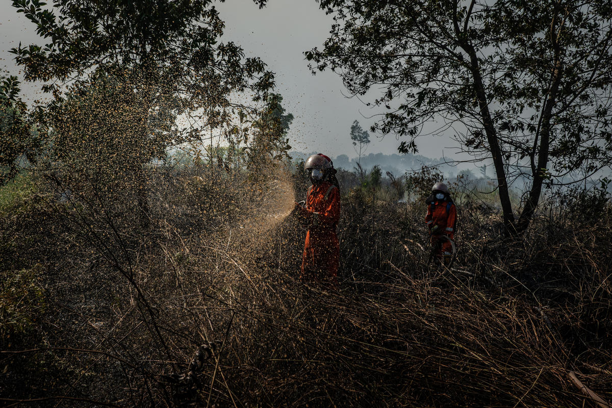 Forest Fires in Central Kalimantan. © Ulet Ifansasti / Greenpeace