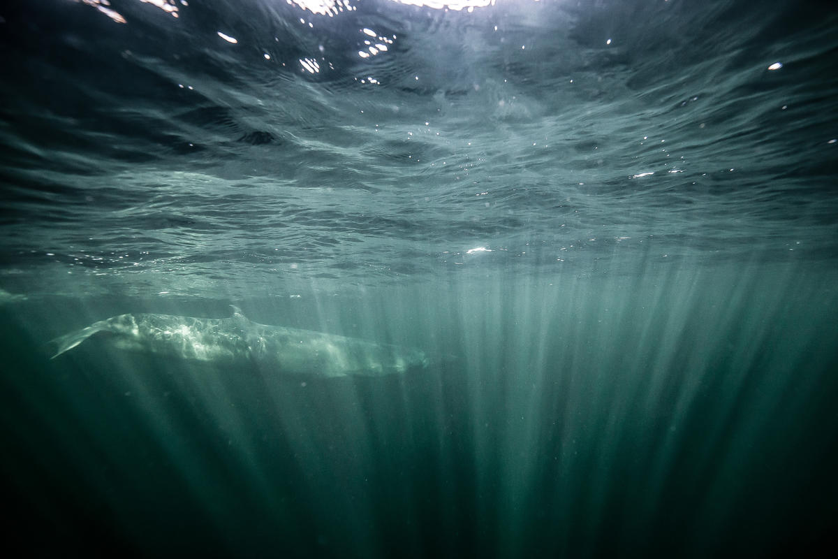 Bryde whale underwater during Protect the Oceans "Amazon Reef" Leg - MY Esperanza © Pierre Baelen / Greenpeace