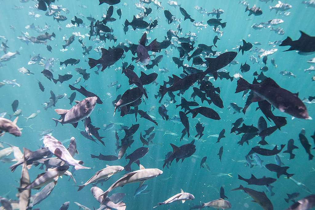 School of Fish in the Amazon Reef. © Pierre  Baelen / Greenpeace