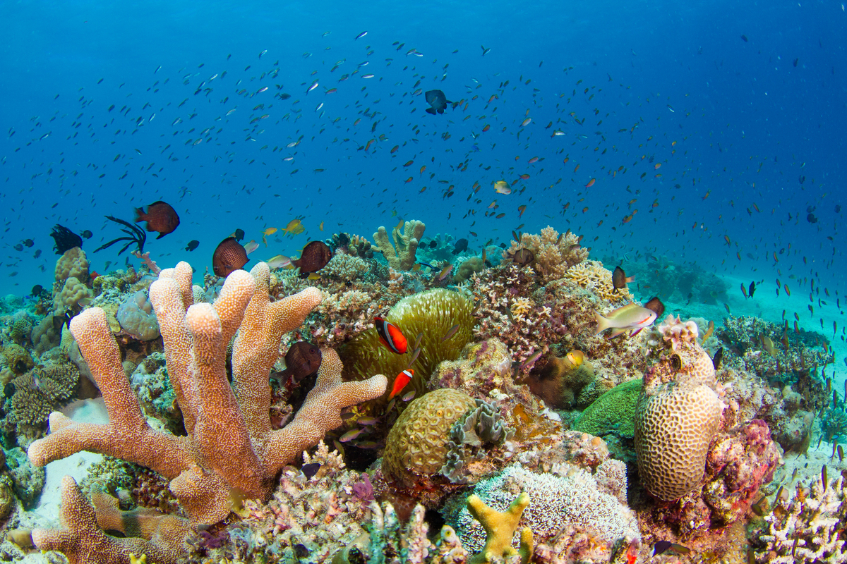 Corals at Palawan Archipelago in the Philippines. © Steve De Neef