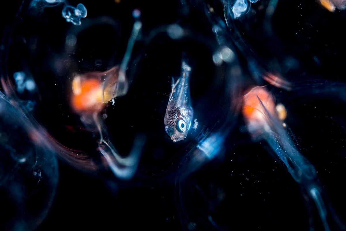 Fish in the Sargasso Sea. © Shane Gross / Greenpeace