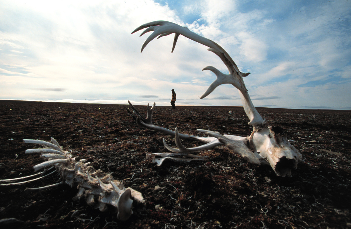 Greenpeace Investigating Peary Caribou Deaths due to Climate Change. © Greenpeace / Steve Morgan