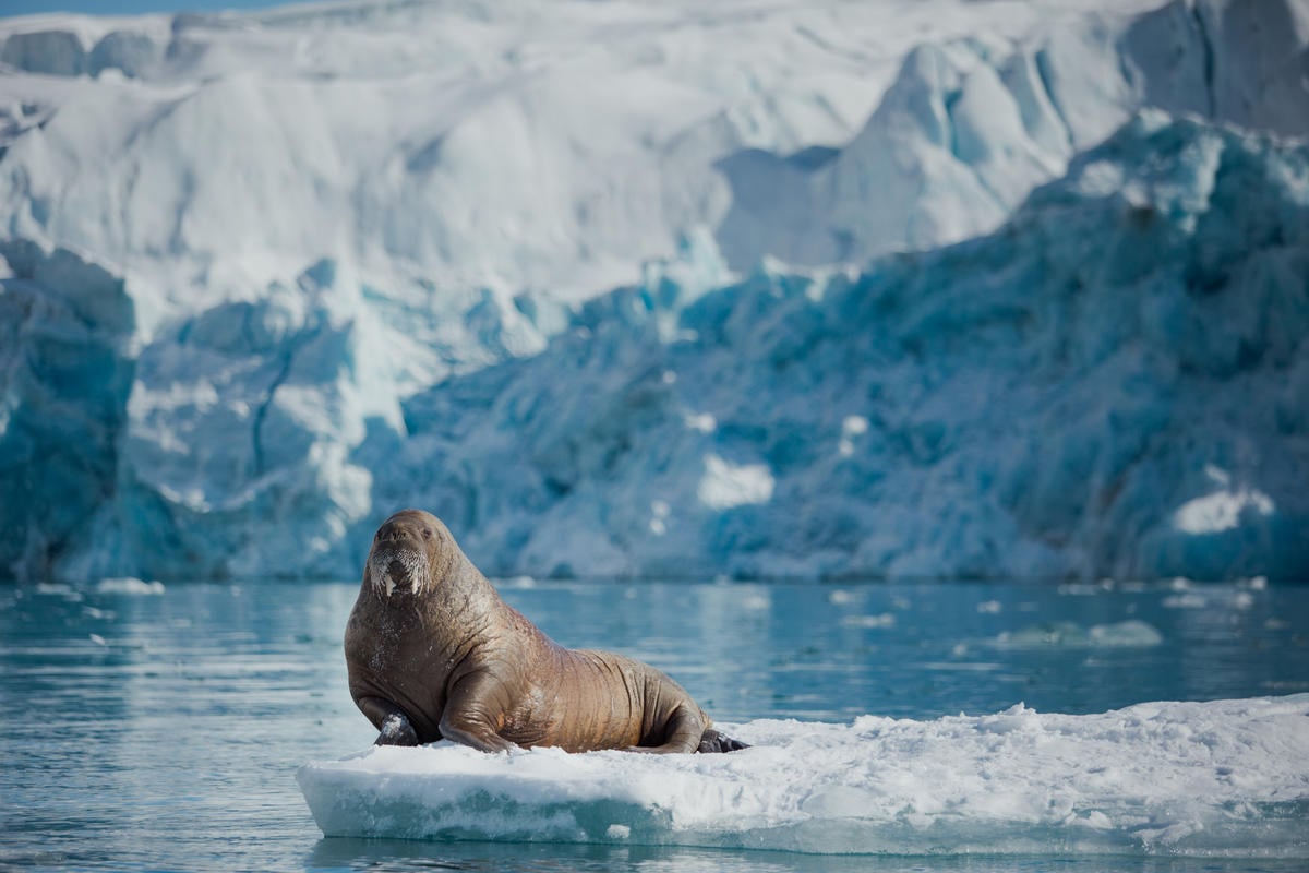 Walrus near Sjettebreen Glacier in Svalbard. © / Greenpeace