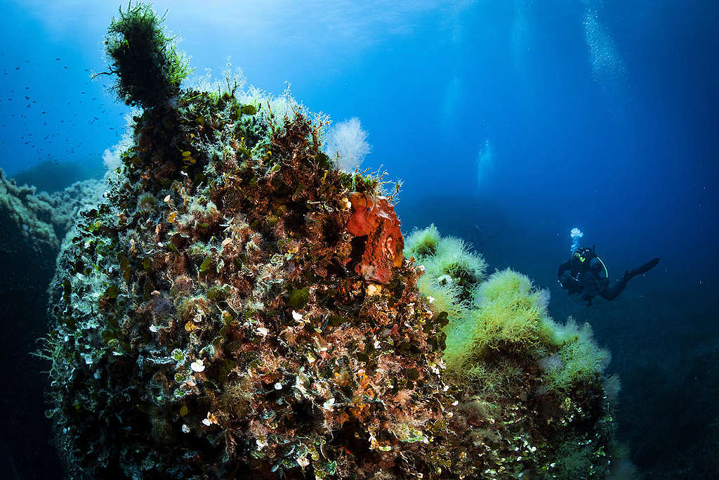 Underwater Sea Life at Elba Island. © Lorenzo Moscia / Greenpeace