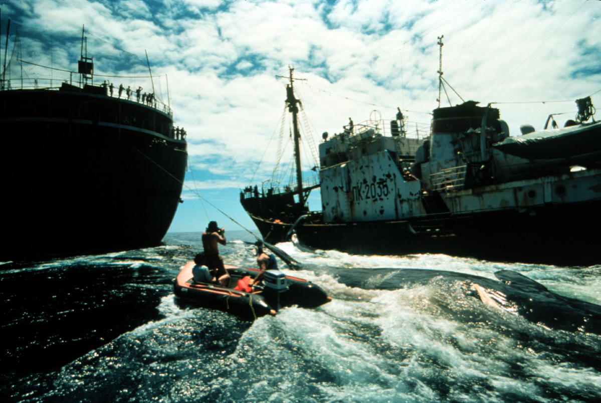 Soviet Whaling Action in North Pacific. © Greenpeace / Rex Weyler Soviet Whaling Action in North Pacific. © Greenpeace / Rex Weyler
