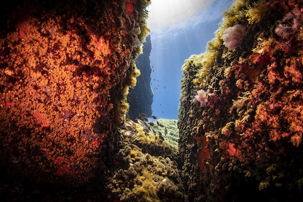 Underwater Sea Life at Elba Island. © Lorenzo Moscia / Greenpeace Underwater Sea Life at Elba Island. © Lorenzo Moscia / Greenpeace