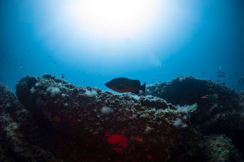 Fish at Elba Island. © Lorenzo Moscia / Greenpeace