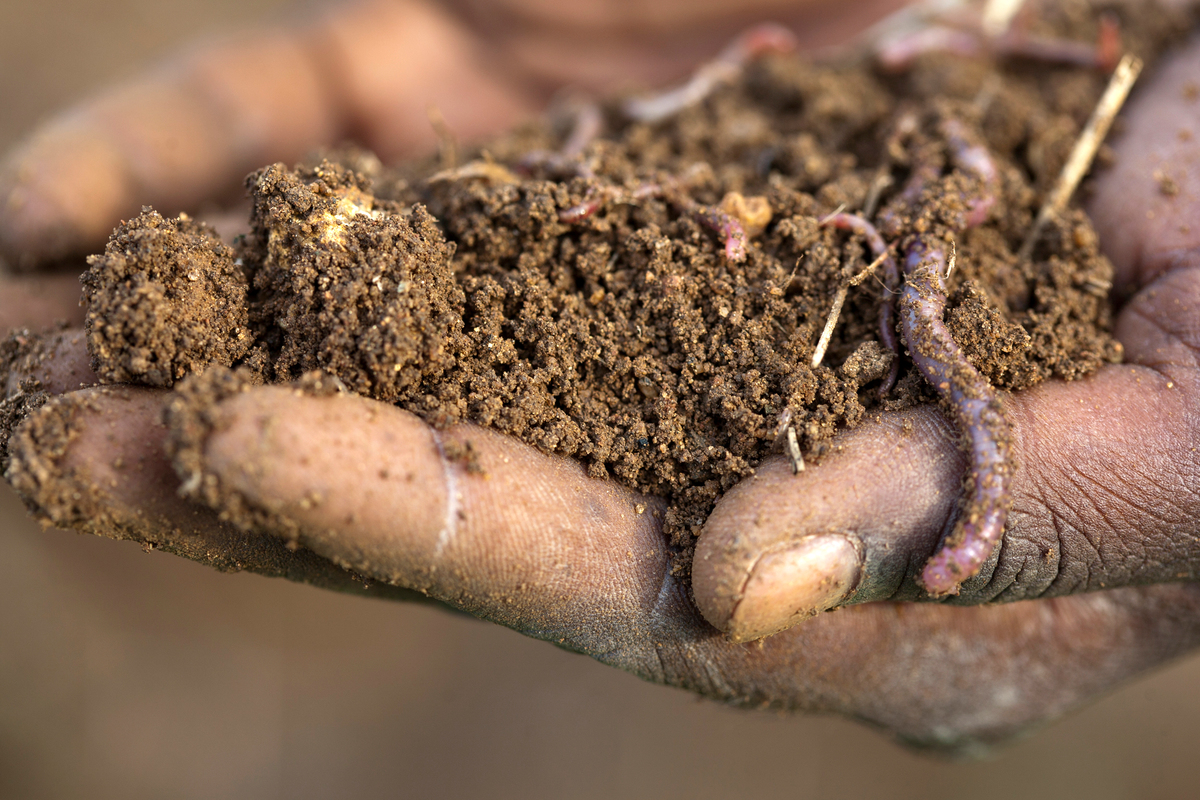 Soil in India. © Greenpeace / Vivek M.