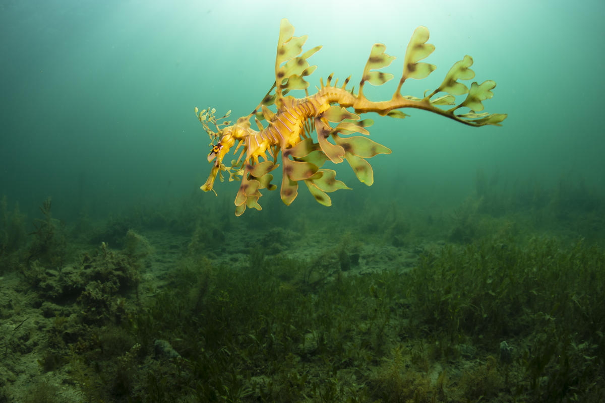 Leafy Seadragon in the Great Australian Bight. © Richard Robinson / Greenpeace Leafy Seadragon in the Great Australian Bight. © Richard Robinson / Greenpeace