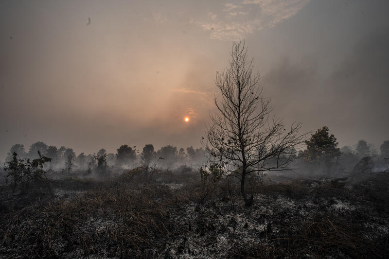 Wildfires in Palangkaraya, Indonesia  © Jurnasyanto Sukarno / Greenpeace
