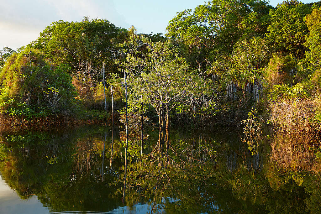 The Tapajós National Forest in Brazil. © Greenpeace / John Novis