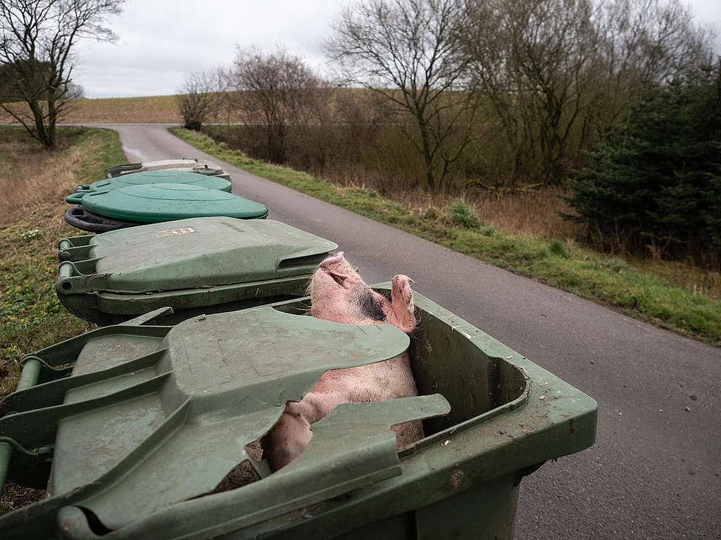 The body of a dead piglet sticks out of a broken bin outside an industrial pig farm. © Greenpeace / Wildlight / Selene Magnolia