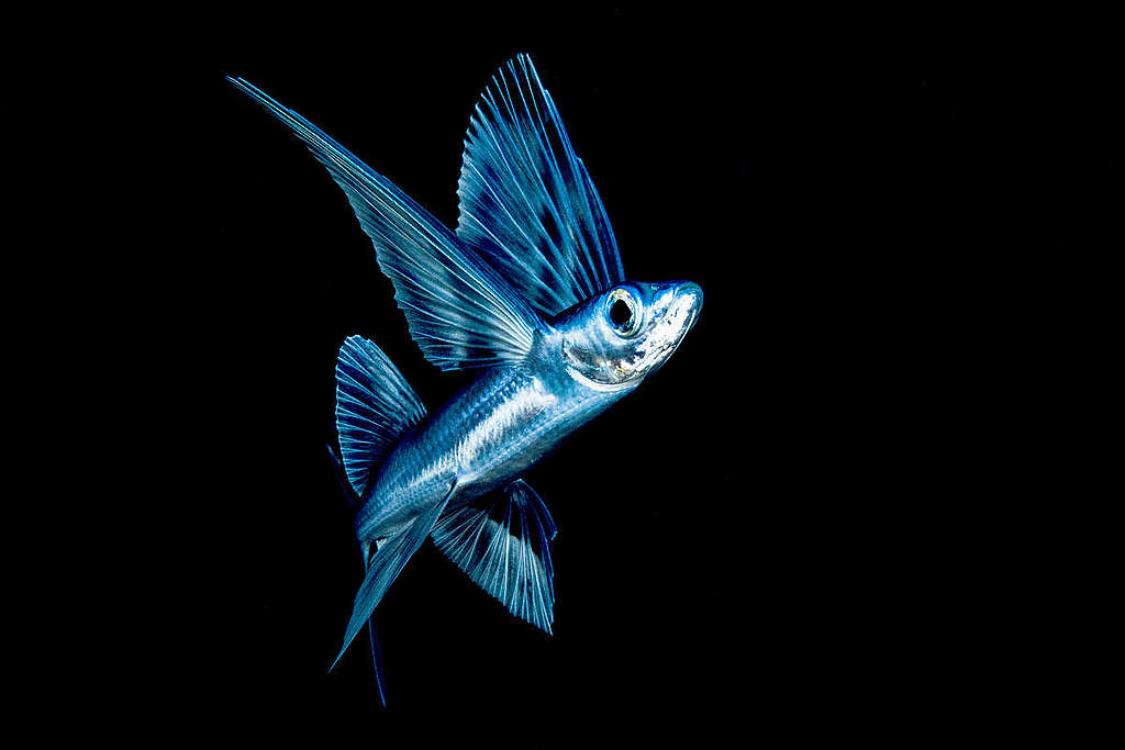 A flying fish at night near the surface in the Sargasso sea. © Shane Gross / Greenpeace