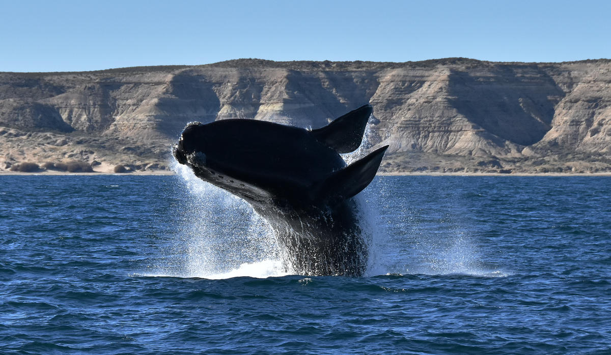 Southern Right Whale in Argentina. © Santiago Salimbeni / Greenpeace Southern Right Whale in Argentina. © Santiago Salimbeni / Greenpeace