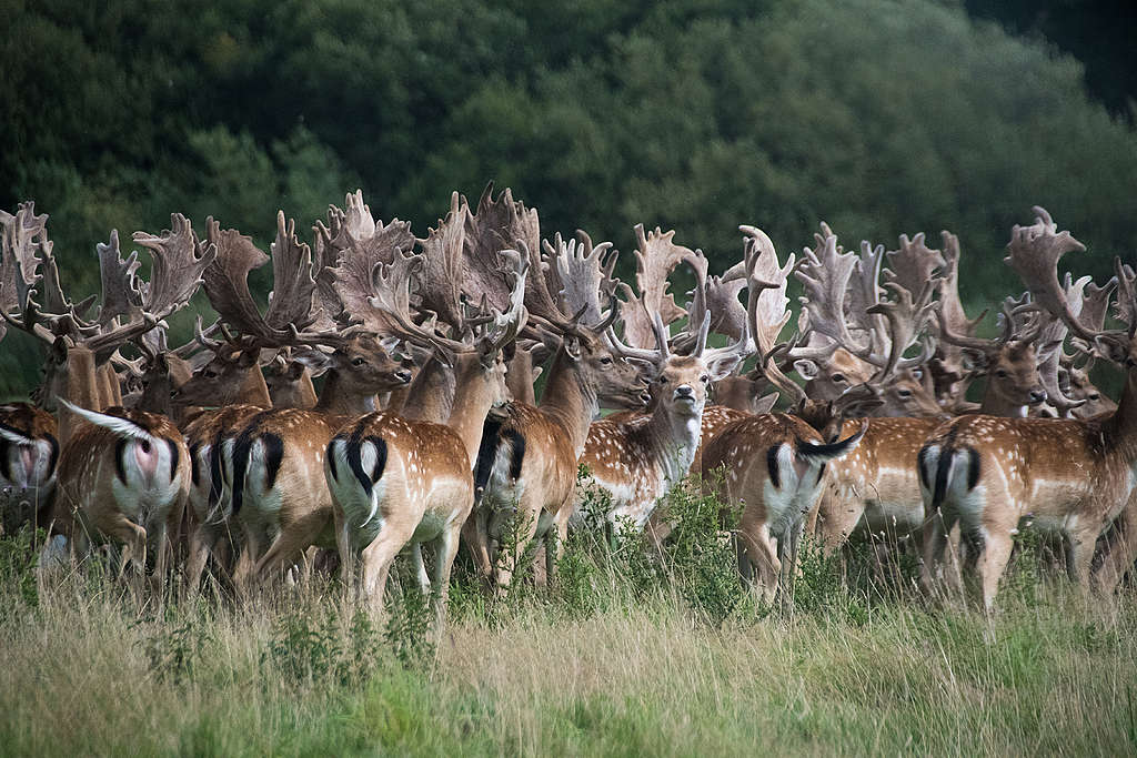 Fallow deer on Knepp estate © Charlie Burrell