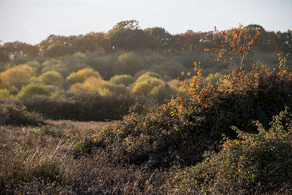 Autumn at Knepp farm © Charlie Burrell