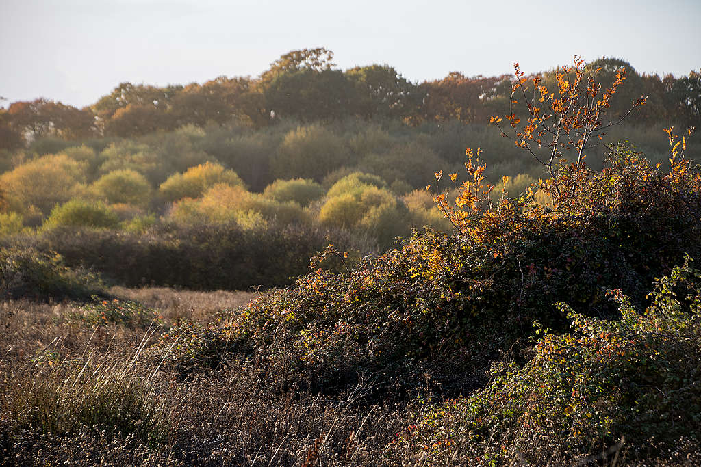 Autumn at Knepp farm © Charlie Burrell 