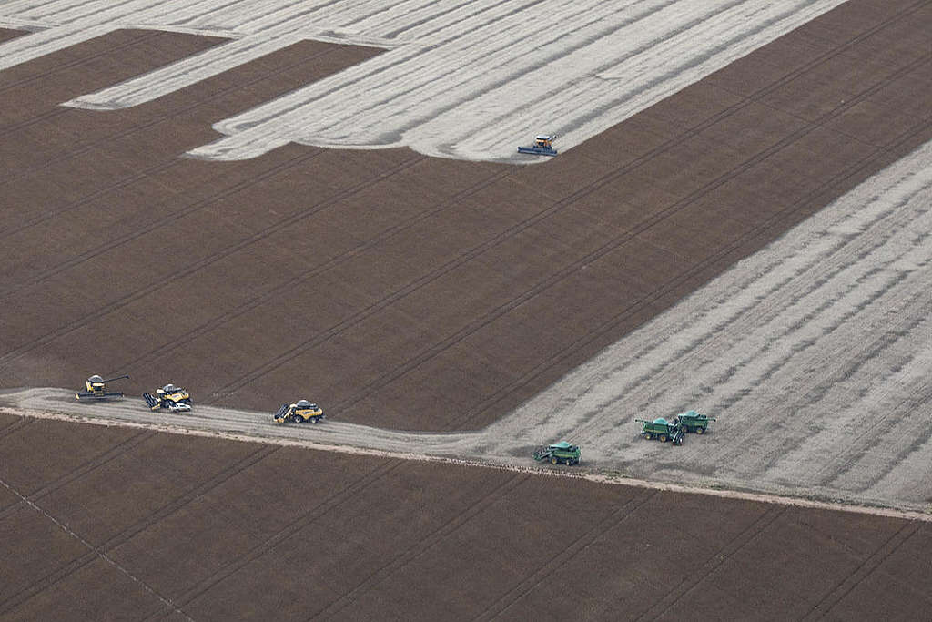 Soya in Embargoed Area in Estrondo complex © Victor Moriyama / Greenpeace