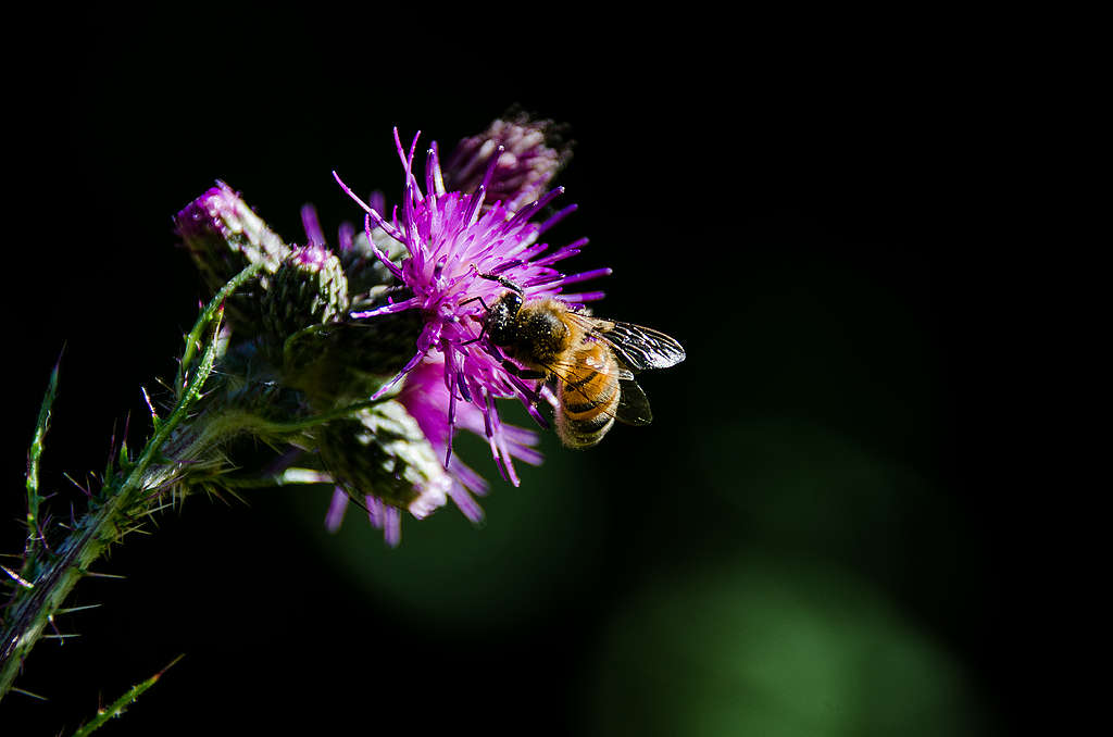 Honey bee © Charlie Burrell