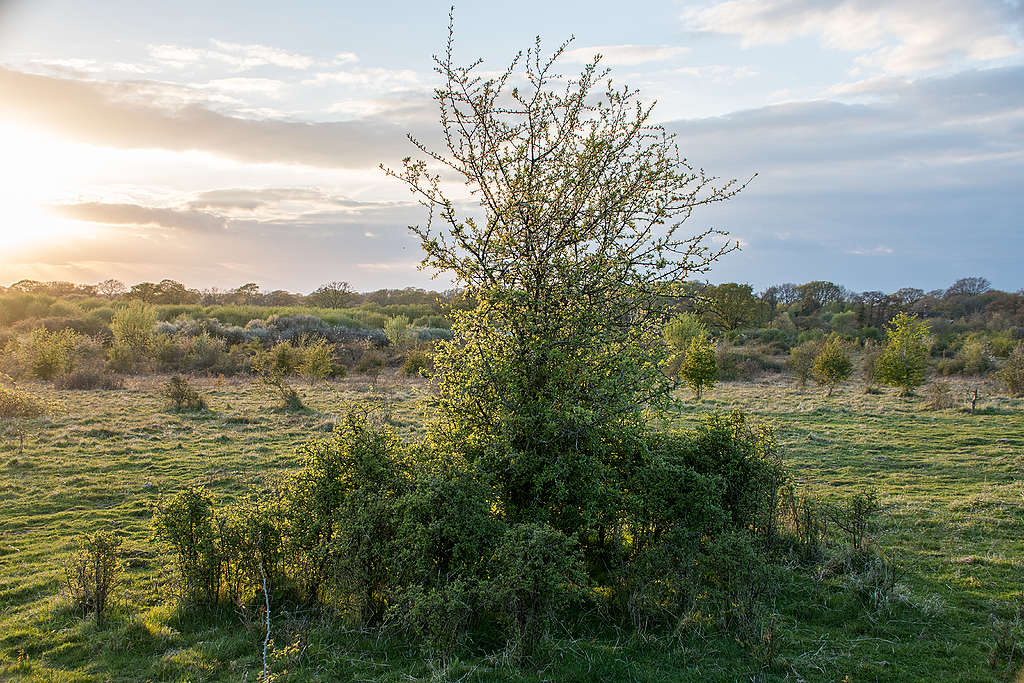 Knepp wildland © Charlie Burrell