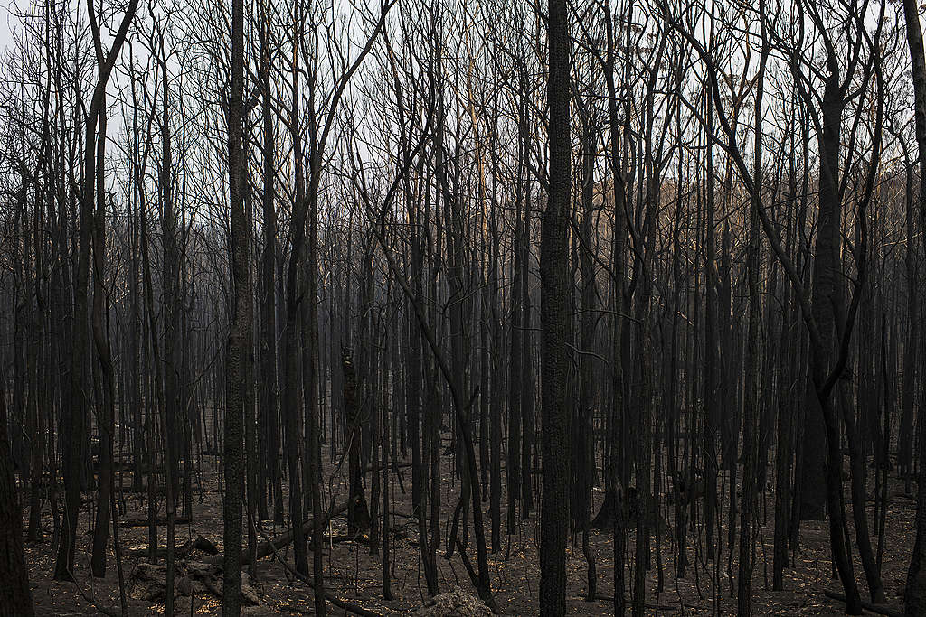 © Andrew Quilty / Greenpeace