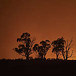 The New South Wales 'Mega' fire, which measures 1.5 million acres, burns on the outskirts of the small town of Tumbarumba in the Snowy Mountains, NSW. Since blazes broke out in September, Australia has seen unprecedented bushfires destroying nearly 11 million hectares with at least 29 people loosing their lives. It is estimated that more than 1 billion birds, mammals and reptiles, many unique to Australia will have been affected or killed.