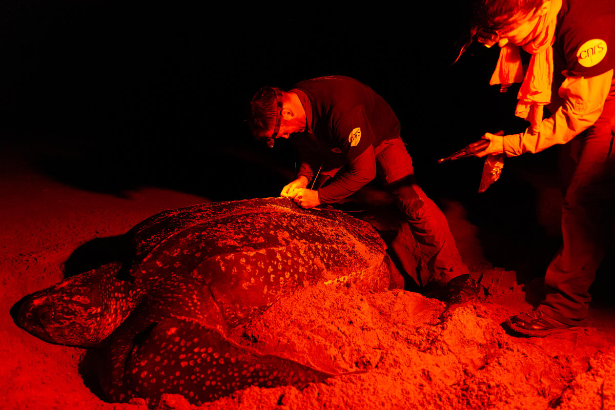 GPS Beacon Set on Leatherback Turtle in French Guiana © Jody Amiet / Greenpeace
