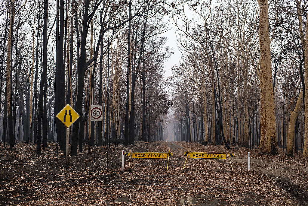 © Andrew Quilty / Greenpeace