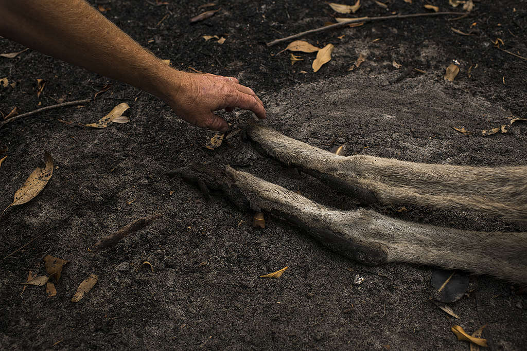 © Andrew Quilty / Greenpeace