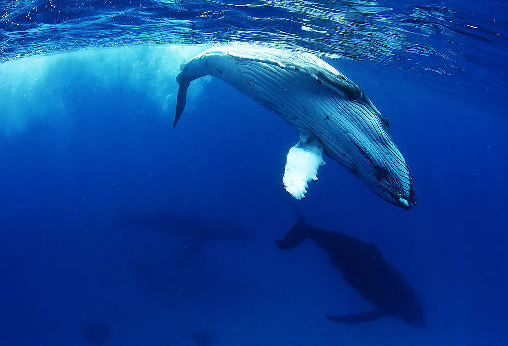 Humpback Whale in Tonga. © Paul Hilton / Greenpeace