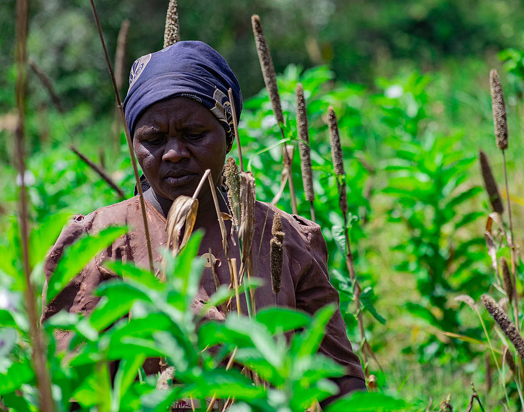 Locust Invasion in Mwingi, Kitui County in Kenya. © Greenpeace / Paul Basweti