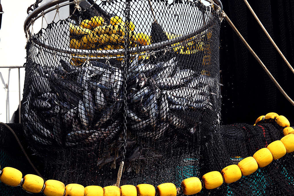 Purse Seiner Fishing in the Indian Ocean. © Jiri Rezac / Greenpeace