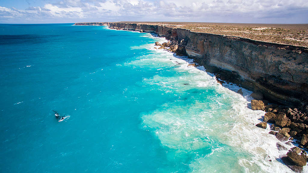 Whales in the Great Australian Bight. © Greenpeace / Jaimen Hudson