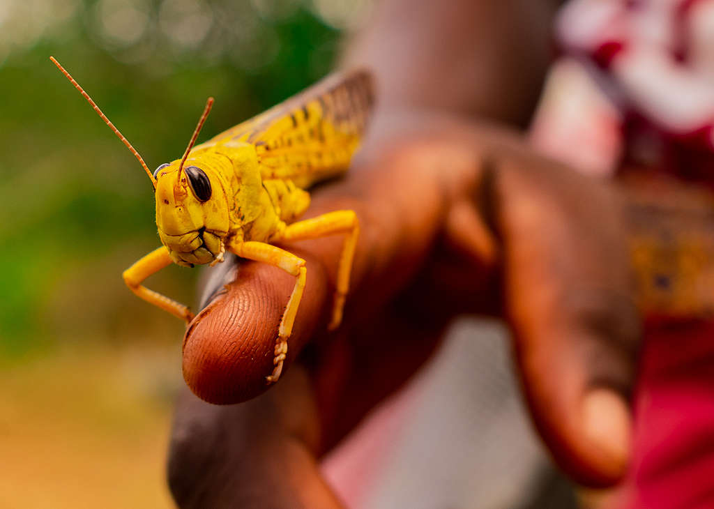 Locusts Invasion in Mwingi, Kitui County in Kenya. © Greenpeace / Paul Basweti
