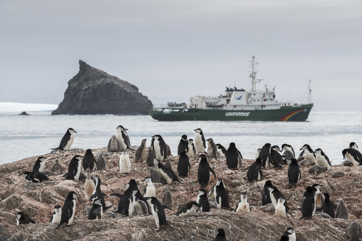 Penguins in Antarctica © Christian Åslund / Greenpeace