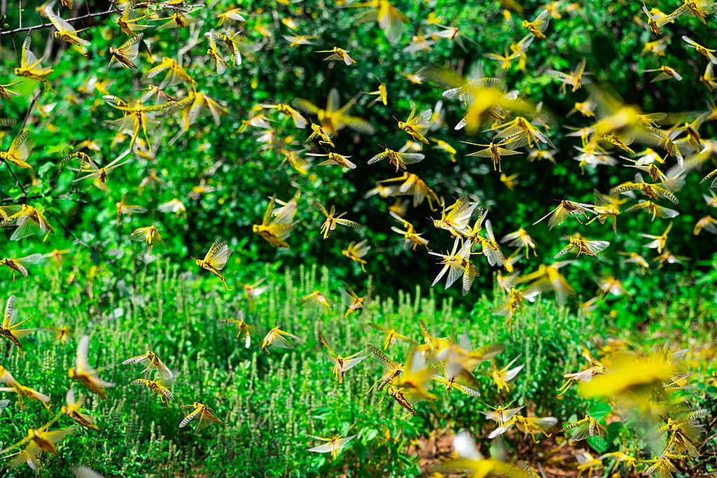 Locust Invasion in Mwingi, Kitui County in Kenya. 