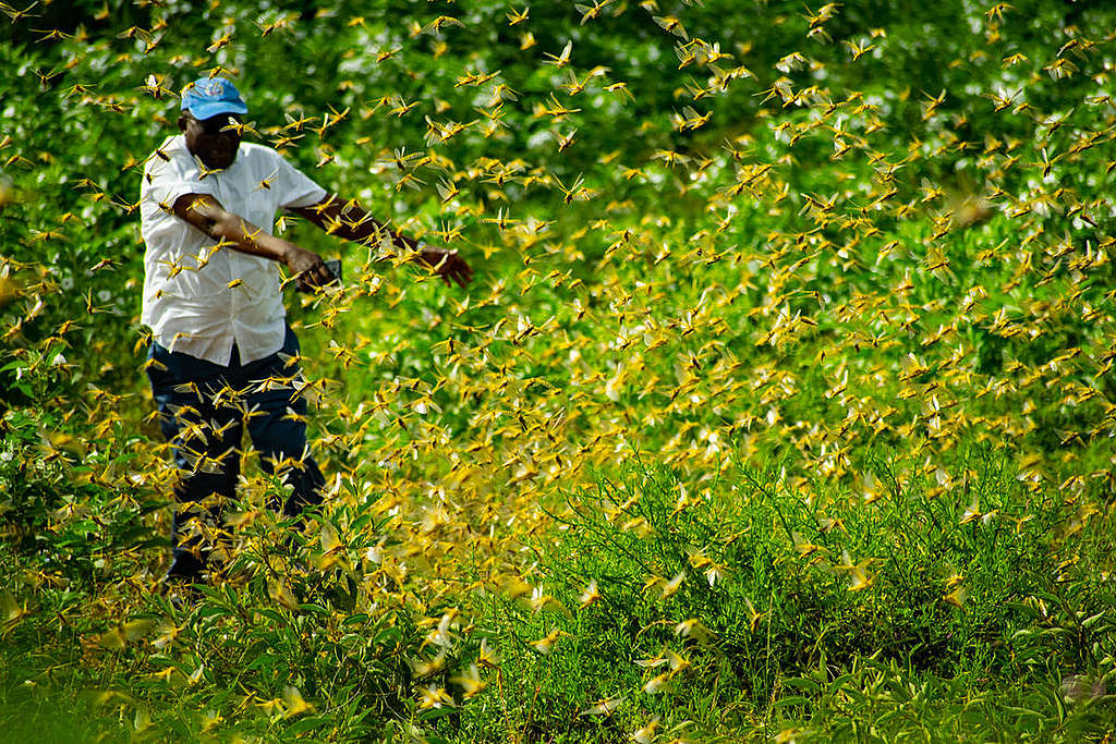 Locust Invasion in Mwingi, Kitui County in Kenya. © Greenpeace / Paul Basweti