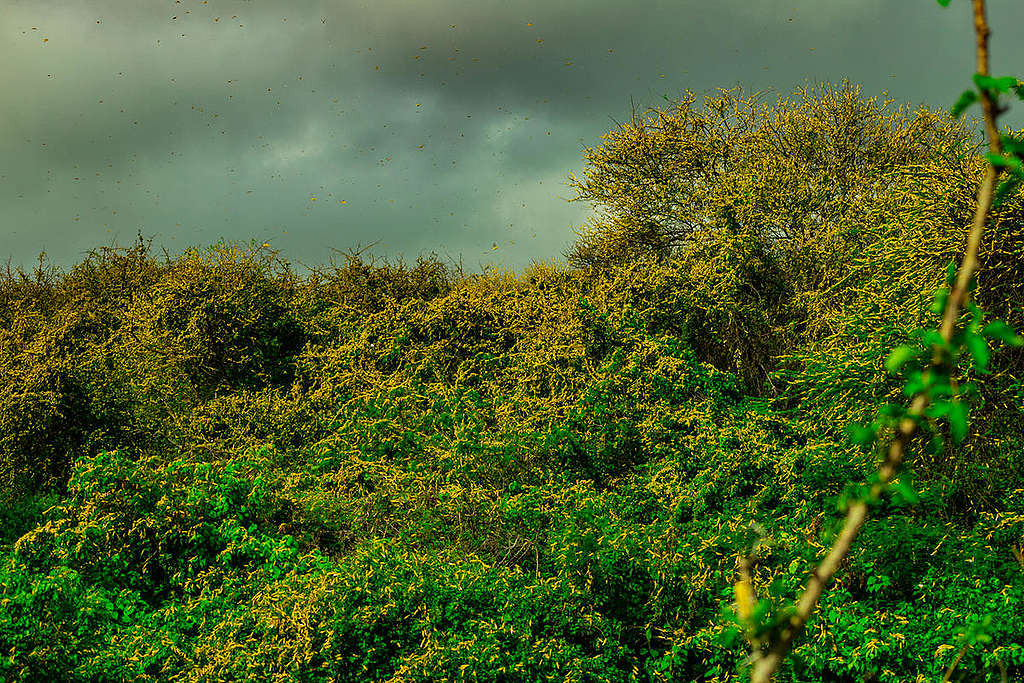 Locust Invasion in Mwingi, Kitui County in Kenya. © Greenpeace / Paul Basweti