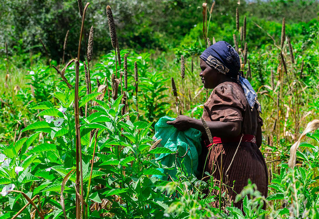 Locust Invasion in Mwingi, Kitui County in Kenya. © Greenpeace / Paul Basweti