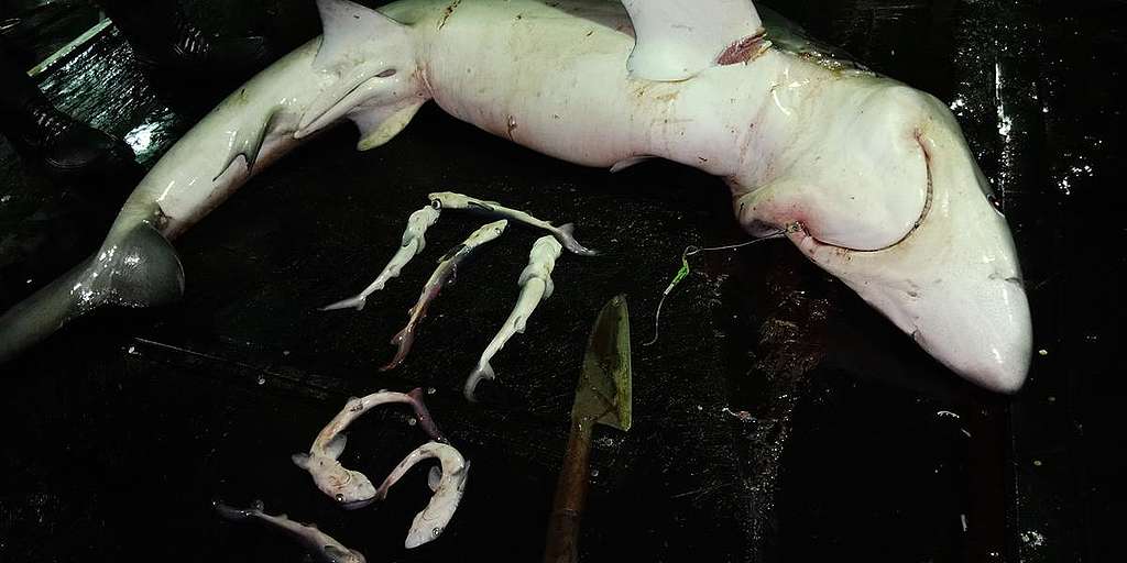 A Pregant Shark Caught by Longliner. © Greenpeace