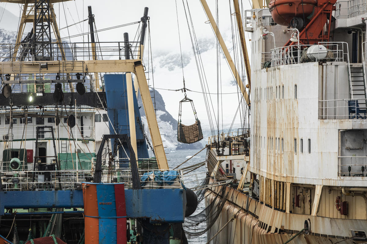 Transhipment in Antarctica © Andrew McConnell / Greenpeace